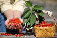 5月18日至6月16日，&ldquo;櫻桃之約&rdquo;邀你共赴！